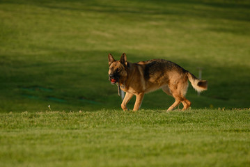 German Shepherd Dog with Toy