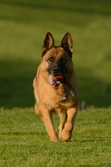 German Shepherd Dog with Toy