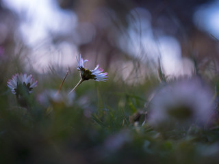 flor luz
