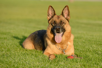 German Shepherd on the lawn on a sunny day