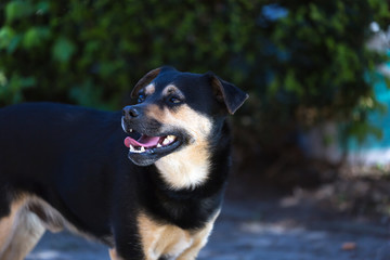 Pies przyjaciel człowieka