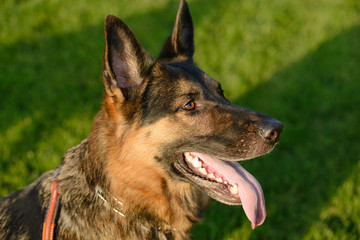 German Shepherd on the lawn on a sunny day