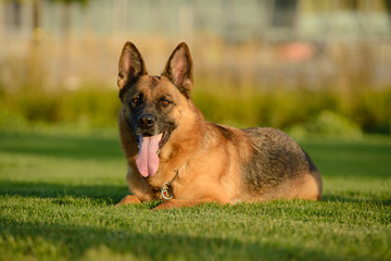 German Shepherd on the lawn on a sunny day
