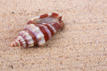 beautiful seashells and pebbles on the sand