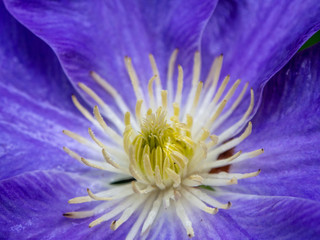 Obraz premium close-up of purple blue flower center