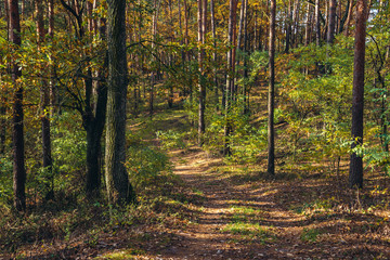 Trail in Kampinos Forest park near Warsaw in Poland