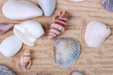 beautiful seashells and pebbles on the sand