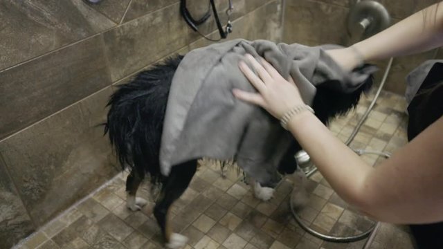 Dog groomer dries Australian Shepherd dogs fur with towel after professional wash