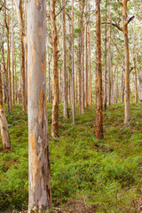 The Boranup Karri Forest near Margaret River, South Western Australia, Australia
