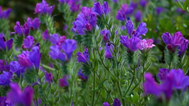 Purple flowers gently blowing during a spring afternoon. Purple lupine flowers grow in a stark volcanic landscape