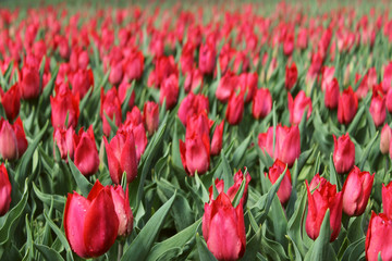 Blurred Shot Of Meadow. Field Of Red Tulips. Red Tulips Background. Beautiful Nature Background. Colorful Meadow Of Flowers.