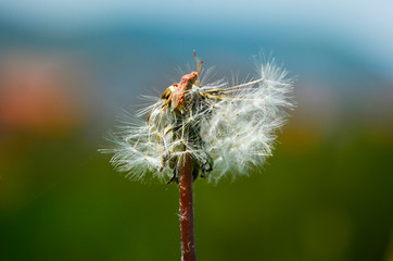 dragonfly on a flower