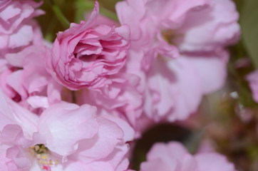 CHERRY BLOSSOMS, WOODBRIDGE NJ