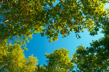 Trees Branches And Leaves On Summer Blue Sky