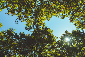 Trees Branches And Leaves On Summer Blue Sky