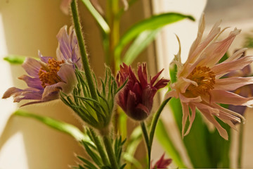 Flowers Pulsatilla vulgaris in different colors on blur background. Common names include pasque flower (or pasqueflower), wind flower, prairie crocus, Easter flower, and meadow anemone. 