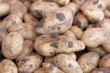 Potatoes on market, new harvest of potatoes vegetables close up