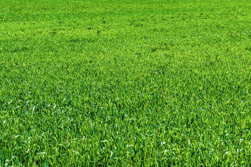 Green grass field background. Planting of agricultural crops.