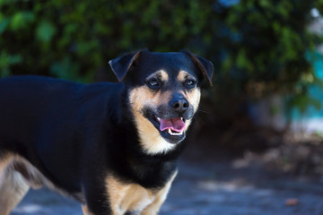 Pies podwórkowy © Joanna