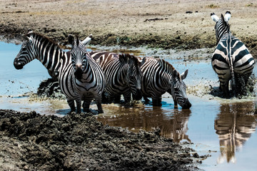 Fototapeta na wymiar Three zebra standing in wate