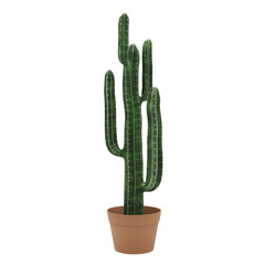 Decorative cactus planted in ceramic pot isolated on white background. 3D Rendering, Illustration.