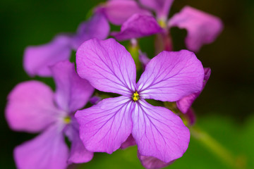 Close Up of Purple Wildflower 