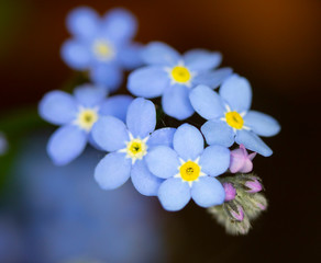 Pretty Blue Bluebell Flowers in a Garden