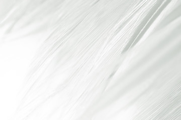 Beautiful white feather pattern texture background