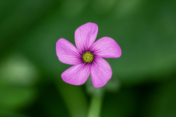 Fototapeta premium Close Up of Purple Wildflower 