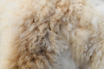 Wool of sheep