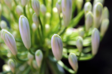 Flor de pétalos de color blanco y delgados