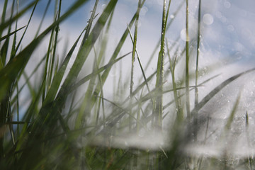 the world through the cobwebs