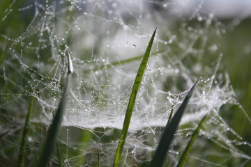 dew on spider web