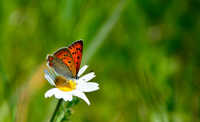 butterfly on flower