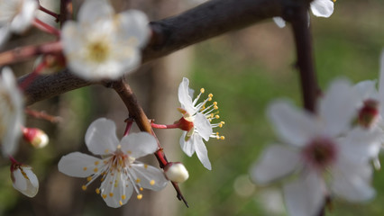 Kirschblüten