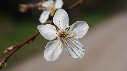 Kirschbl&uuml;te