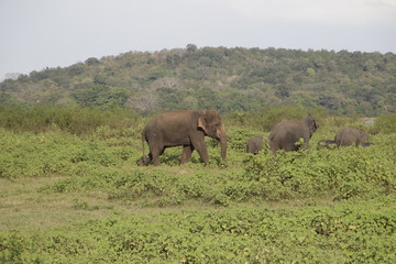 asian elephant in sri lanka