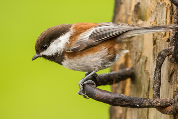 Chestnut-backed Chickadee on a Rusty Pier Piling © Jeff Huth