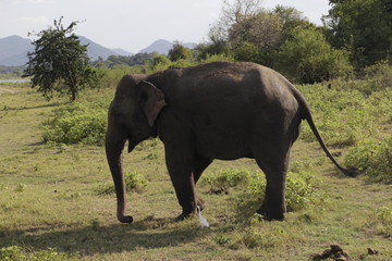asian elephant in sri lanka