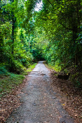 Fototapeta na wymiar Pathway of jungle track in Cherok Tokun, Bukit Mertajam Recreational Forest.