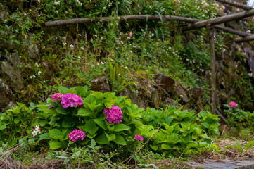 Fototapeta premium Beautiful Flowers (Hydrangea macrophylla) or Hortensia flower is blooming.