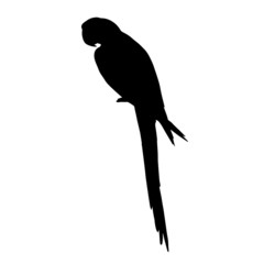 Vector black flat silhouette of macaw parrot sitting isolated on white background