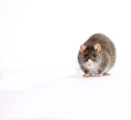 Gray rat on a white background