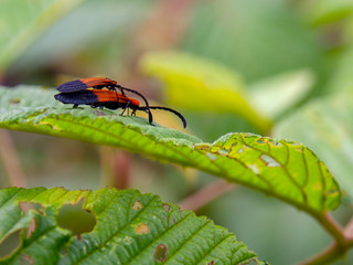 Macro photography of one young net-winged beetle on top of an adult net-winged beetle, walking on an alder leaf. Captured at the Andean mountains of central Colombia.