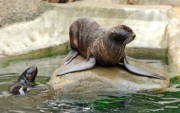 Two Northern fur seals (Callorhinus ursinus)