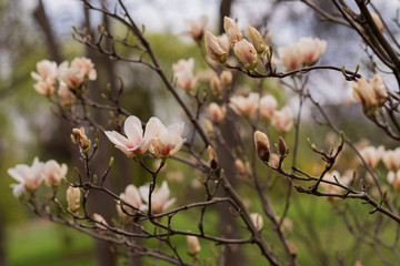 The  beautiful white magnolia flowers 