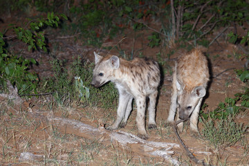Tüpfelhyäne / Spotted Hyaena / Crocuta crocuta.