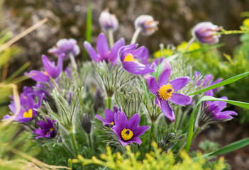 Fototapeta premium Beautiful Pulsatilla or Eastern pasqueflower blooming in a spring meadow
