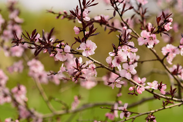 Beautiful blossom sakura flowers in spring