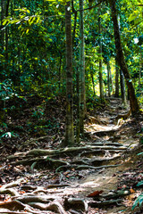 Fototapeta na wymiar Pathway of jungle track in Cherok Tokun, Bukit Mertajam Recreational Forest.